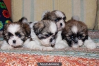 CACHORROS DE SHIH TZU - mejor precio | unprecio.es