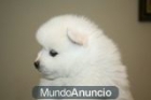 Fantasticos Pomeranias blancos de bolsillo,  pequeñisimos con pedigree. - mejor precio | unprecio.es