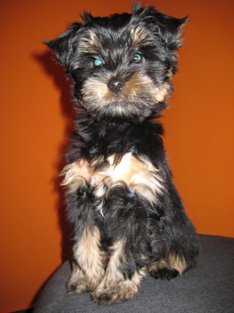Necesito caseta económica para mi Yorkshire Terrier . PVC o madera .605097702