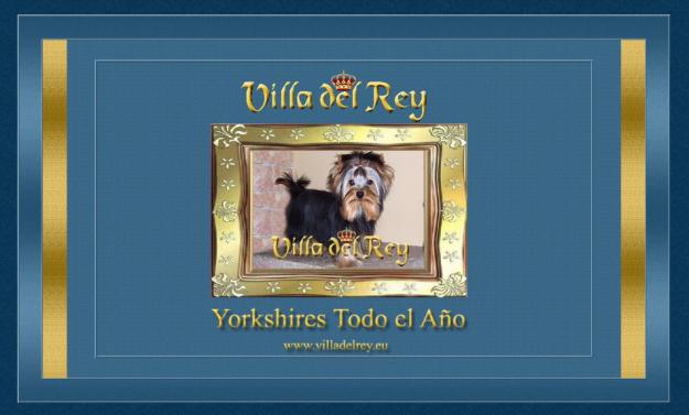 Nueva camada de Yorkshire de Villa del Rey