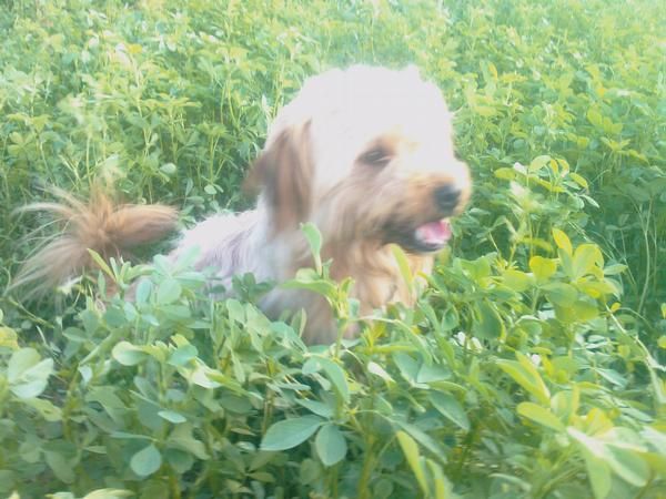 Plot , un pequeño en busca de una segunda oportunidad