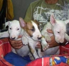 bullterrier mini - mejor precio | unprecio.es