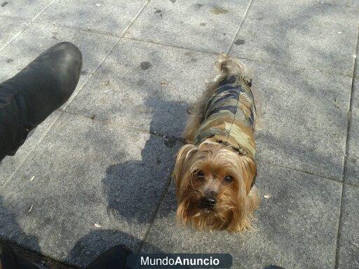 busco perrita yorkshire