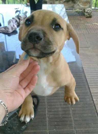 Cachorro Pitbull