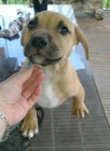 Cachorro Pitbull - mejor precio | unprecio.es