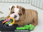 CACHORROS DE BULLDOG INGLES CON GARANTIA CONGENITA - mejor precio | unprecio.es