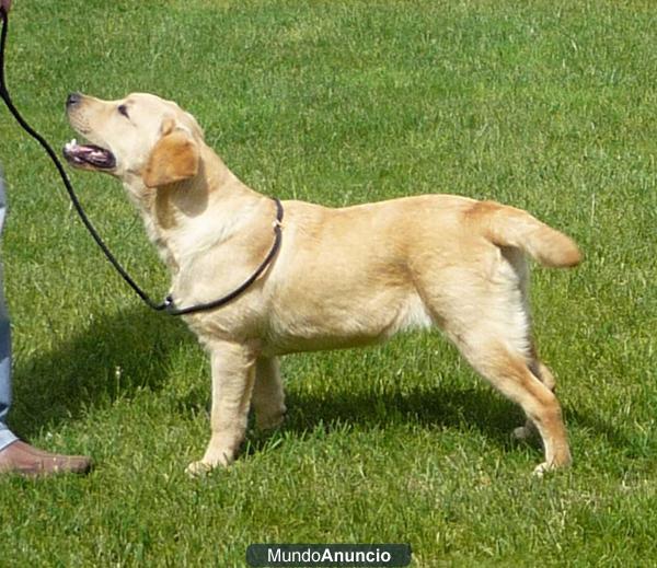 Camada Excepcional Labrador Retriever
