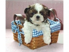 COCKER INGLES 200E, BEAGLE HEMBRA 250 E, WESTY 400E, SHIH TZU 350E, BOXER 250E - mejor precio | unprecio.es