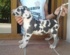 dogo aleman arlequin - mejor precio | unprecio.es
