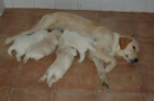 Excelentes Golden Retriever LOE cria familiar - mejor precio | unprecio.es