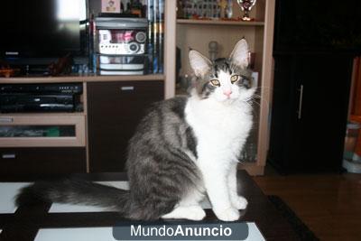 gatitos bosque de noruega disponibles con pedigrí