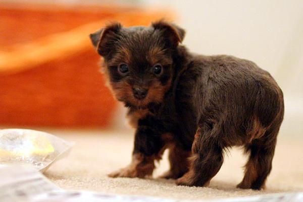 perro yorkie diez semanas de edad para vender   100