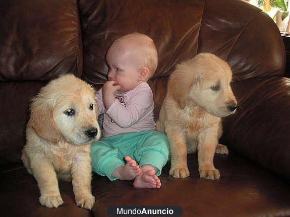 Tengo unos preciosos cachorros de Golden Retriever