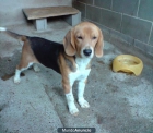 Vendo cachorros Bealge para cazar - mejor precio | unprecio.es