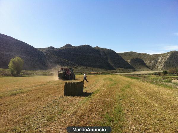 Venta de alfalfa buenisima