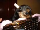 YORKSHIRE TERRIER - mejor precio | unprecio.es