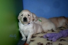 Abelly Golden Retriever - mejor precio | unprecio.es