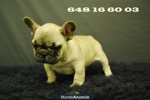 bulldog frances CACHORRITOS MARRONES FAWN, TAMBIEN NEGROS DISPONIBLES
