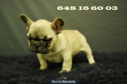 bulldog frances CACHORRITOS MARRONES FAWN, TAMBIEN NEGROS DISPONIBLES - mejor precio | unprecio.es
