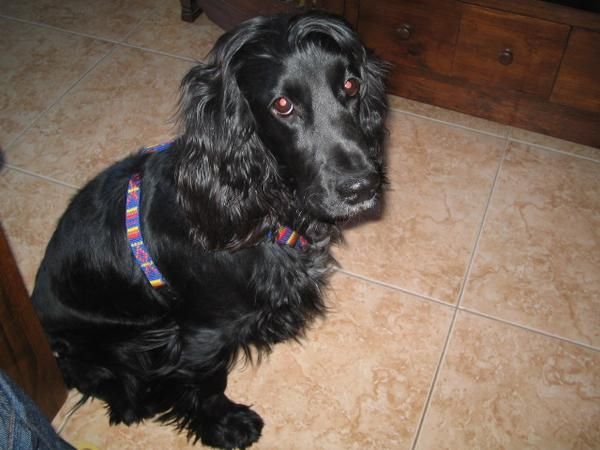 BUSCO A NUESTRA PERRITA LUNA