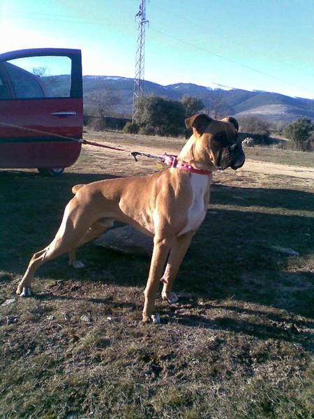 busco boxer hembra para cita!