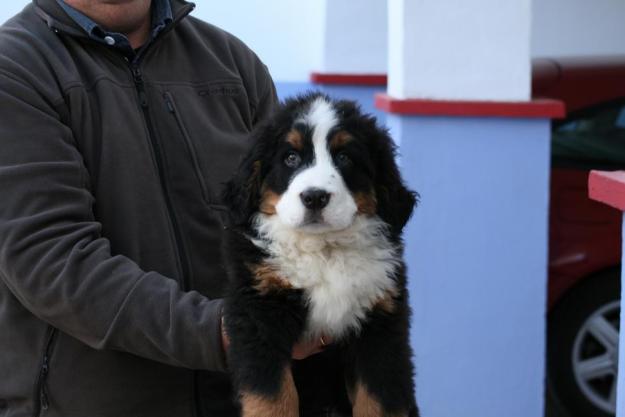 CACHORROS DE BOYERO DE BERNAR DE BUENA CALIDAD