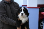 CACHORROS DE BOYERO DE BERNAR DE BUENA CALIDAD - mejor precio | unprecio.es