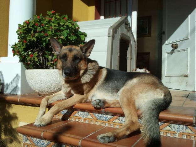 Camada de cachorros de pastor aleman