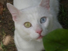 HOMI, precioso gatito blanco en adopción. - mejor precio | unprecio.es
