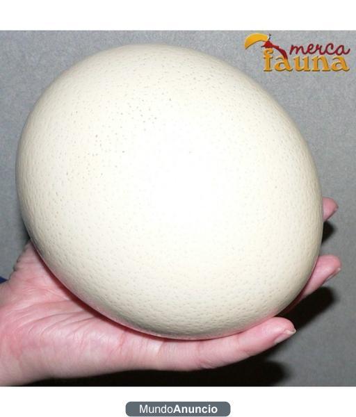 Huevos de avestruz frescos para consumo en venta