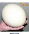 Huevos de avestruz frescos para consumo en venta - mejor precio | unprecio.es