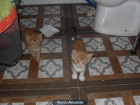 REGALO GATITAS - mejor precio | unprecio.es