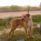 Rocky perro mestizo mediano en Valladolid - mejor precio | unprecio.es