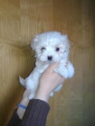 vendo  bichon maltes machos y hembras toy 450 - mejor precio | unprecio.es