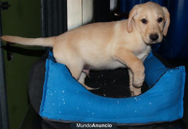 Adopcion Labrador Retriever