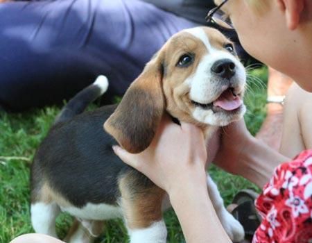 BEAGLE CACHORROS