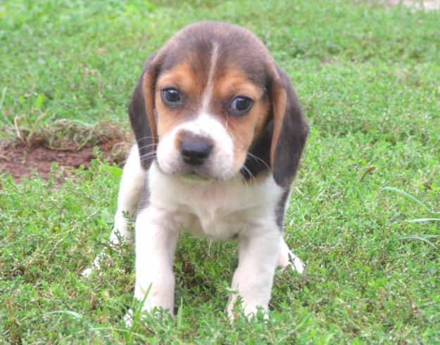 beagle cachorros