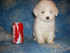 CACHORRITOS DE CANICHE TOY BLANCOS COMO NIEVE - mejor precio | unprecio.es