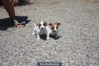 Camada Jack Russell 250€ - mejor precio | unprecio.es