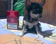 chiguagua pelo corto 1,5k
