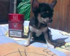 chiguagua pelo corto 1,5k - mejor precio | unprecio.es
