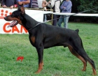 doberman , lulus de pomerania blancos y ratones de praga maxima calidad de cria - mejor precio | unprecio.es