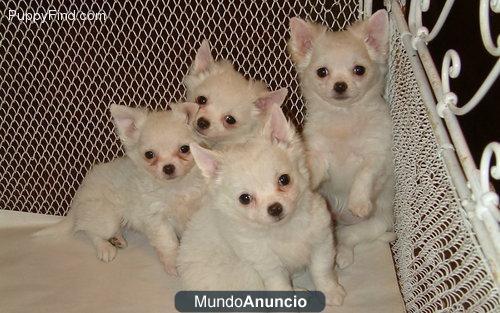 encantadora cachorros chihuahua