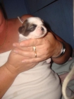 excelente camada de shih tzu - mejor precio | unprecio.es