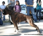 hujas de campeones - mejor precio | unprecio.es