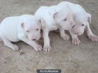 Regalo cachorros de dogo argentino - mejor precio | unprecio.es