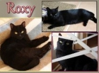 Roxi, gatita negra preciosa en adopción - mejor precio | unprecio.es