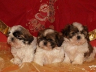 Shih-tzu,preciosos cachorros de pura raza - mejor precio | unprecio.es