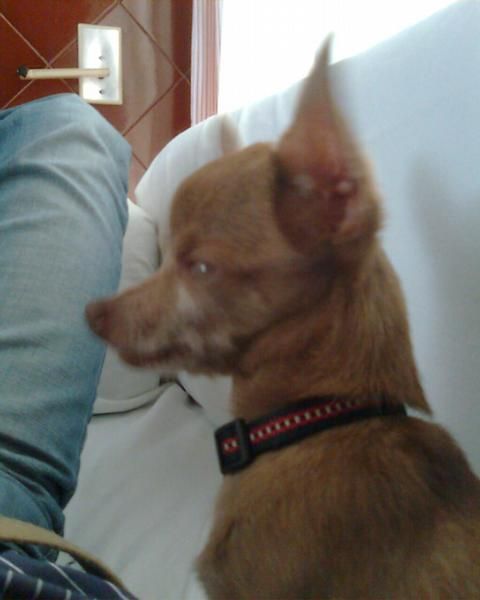 SIGO PERDIDO ,CHIHUAHUA  1000 euros recompensa