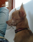 SIGO PERDIDO ,CHIHUAHUA  1000 euros recompensa - mejor precio | unprecio.es